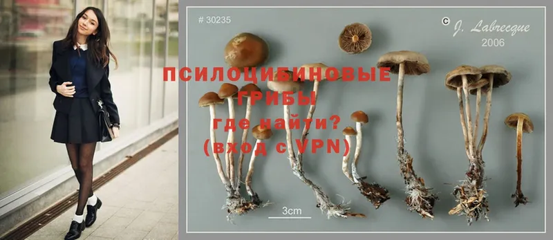 блэк спрут ССЫЛКА  Болотное  Псилоцибиновые грибы Psilocybine cubensis 